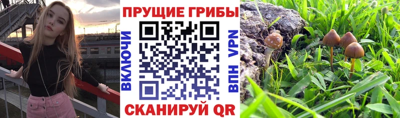 Псилоцибиновые грибы мицелий  наркота  Монино 